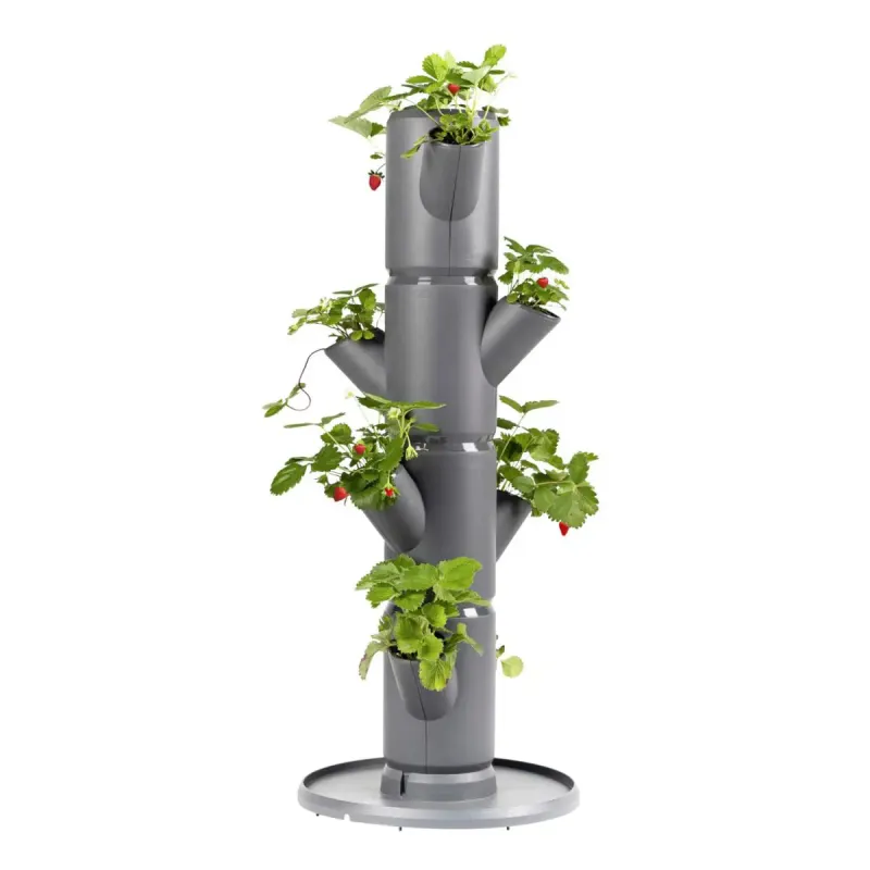 Gusta Garden Sissi Strawberry Starter Anthrasite